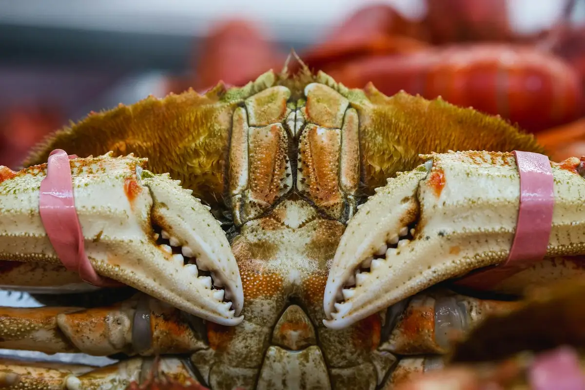 Close-up of a hermit crab's claws facing each other, illustrating vigilance against predators.