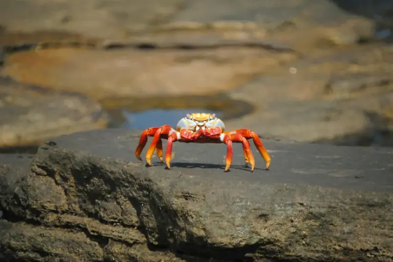 Bright orange-red crab standing on a dark rocky surface along a coastline.
