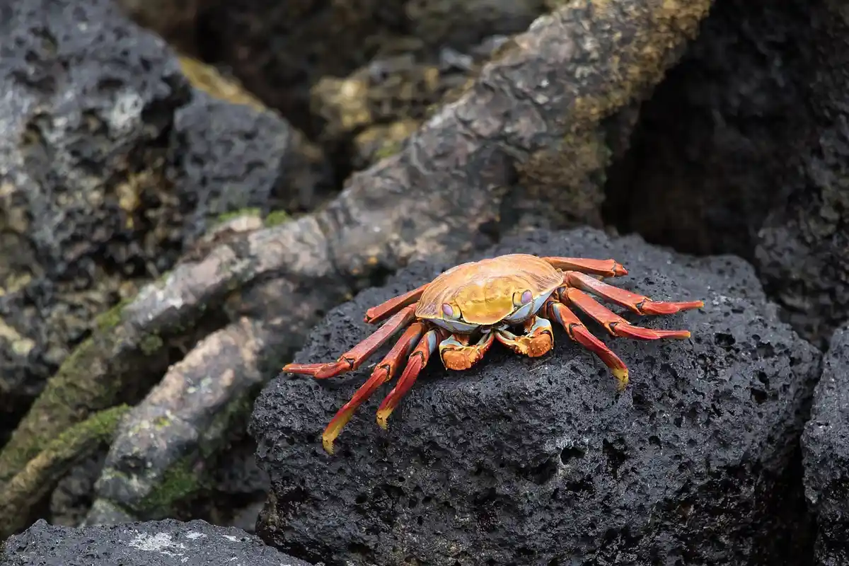 Orange-red hermit crab perched on dark, rugged volcanic rocks