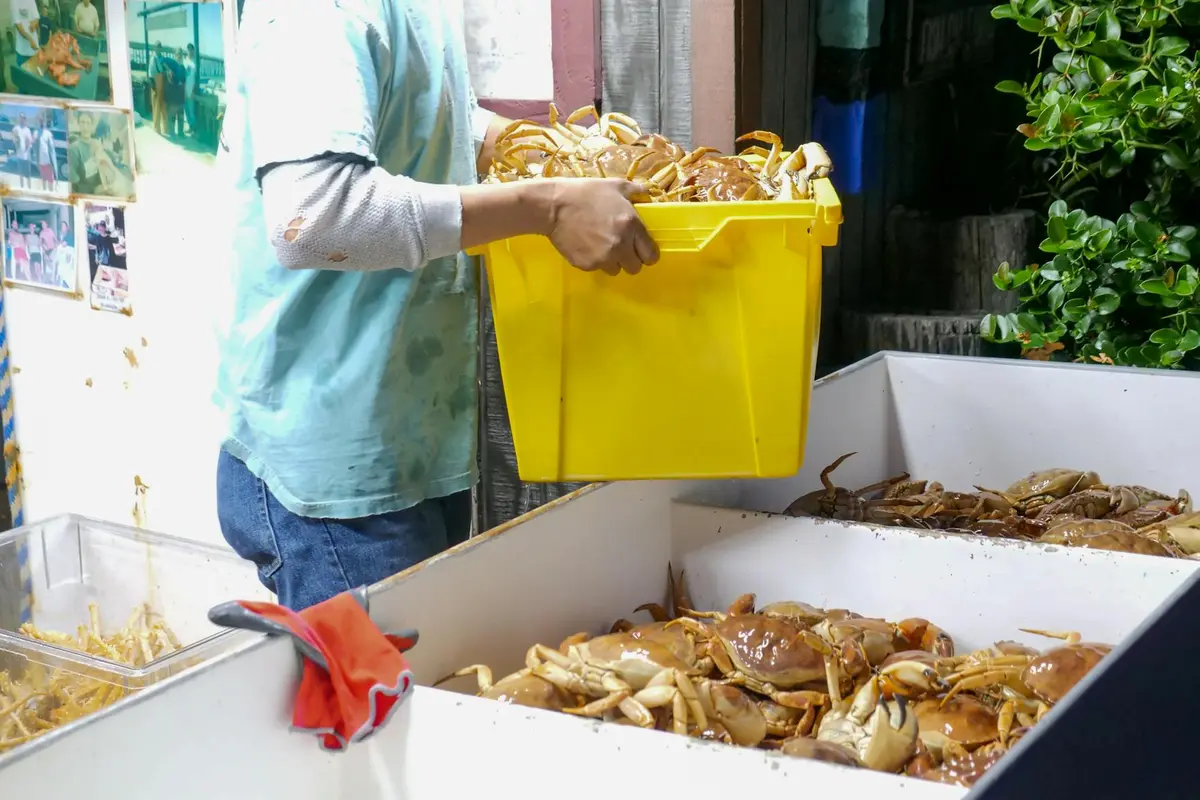 A person transfers hermit crabs from a yellow bin into a quarantine container to isolate sick crabs.