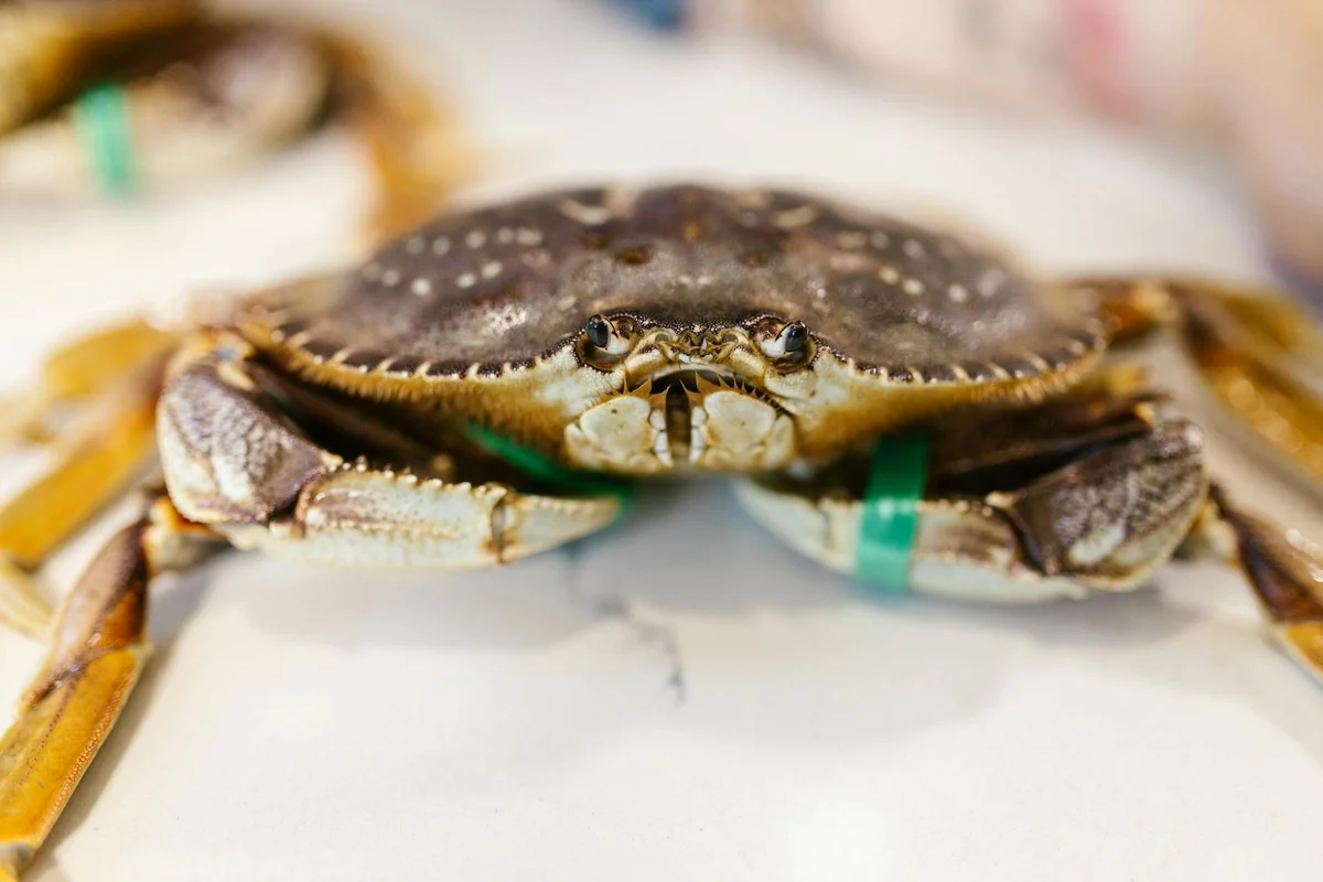 Close-up of a brown hermit crab facing the camera, with two green bands around its legs, resting on a light surface.