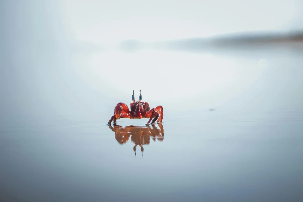 A small red hermit crab on a smooth, reflective surface with a pale blue background.