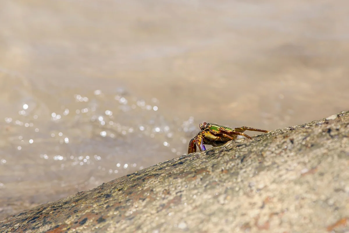 A small hermit crab perched on a rock beside a calm shoreline.