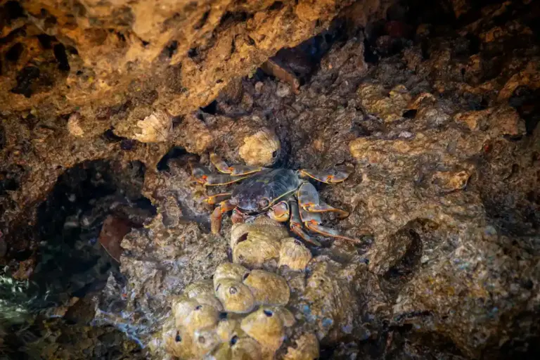 Hermit crab navigating a rocky crevice inside a tank, with textured stone surfaces.