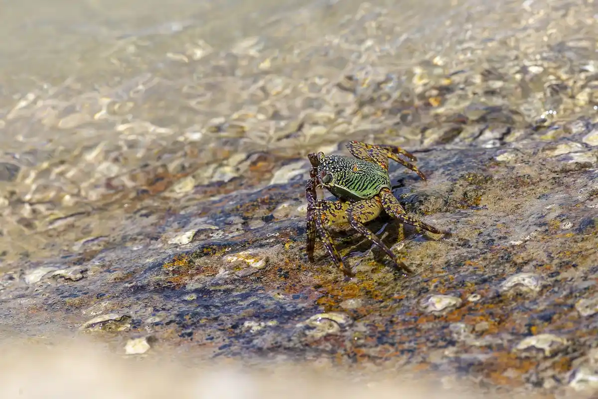A small hermit crab on a wet rocky shoreline near the water