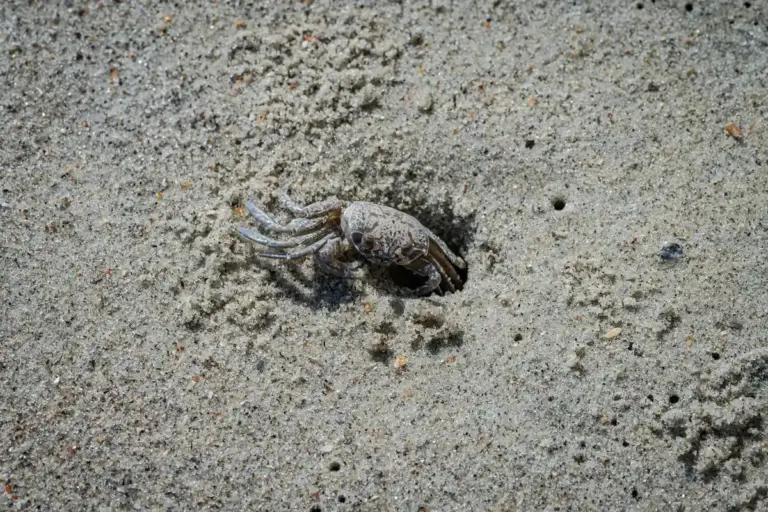 A small hermit crab on a sandy beach, partly buried in the grains of sand.