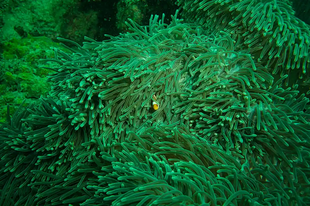 Dense bed of green sea anemones with a small orange fish nestled among the tentacles.