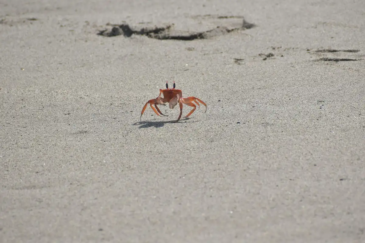 A small red hermit crab standing on a pale sandy beach.