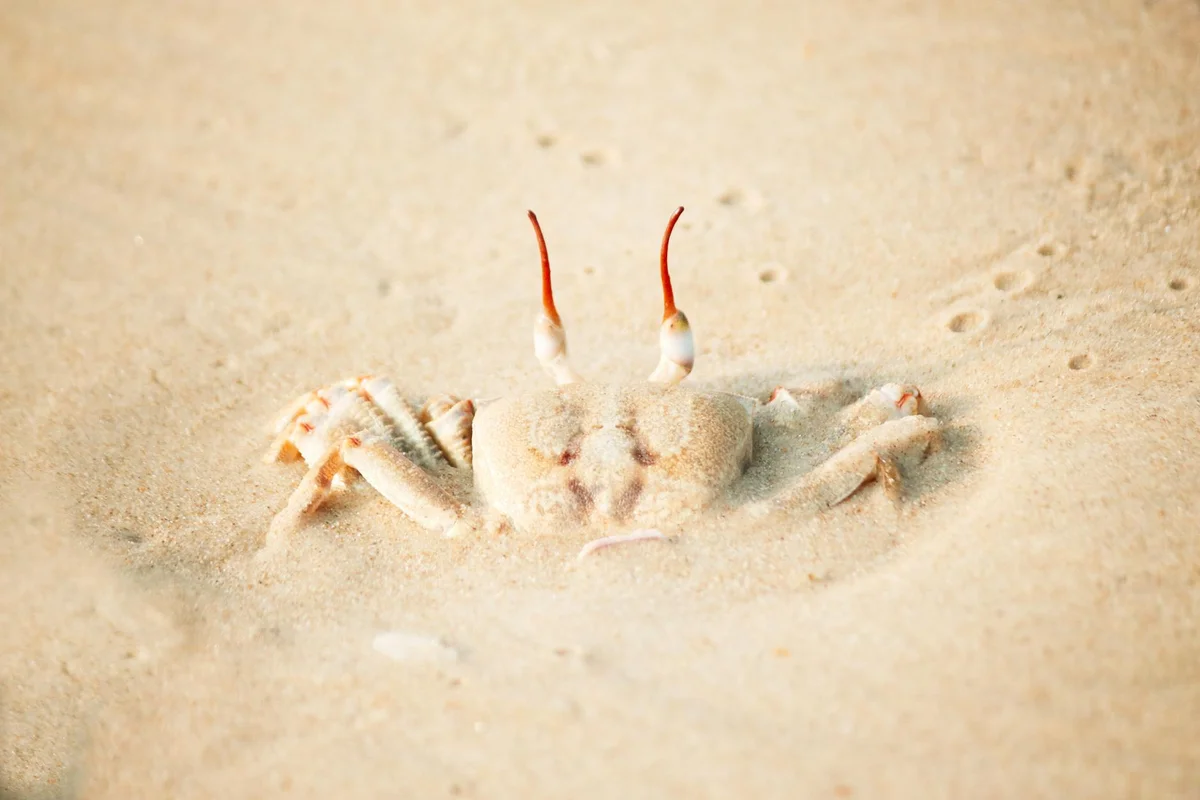 Small hermit crab partially buried in sandy substrate with red-tipped antennae visible.
