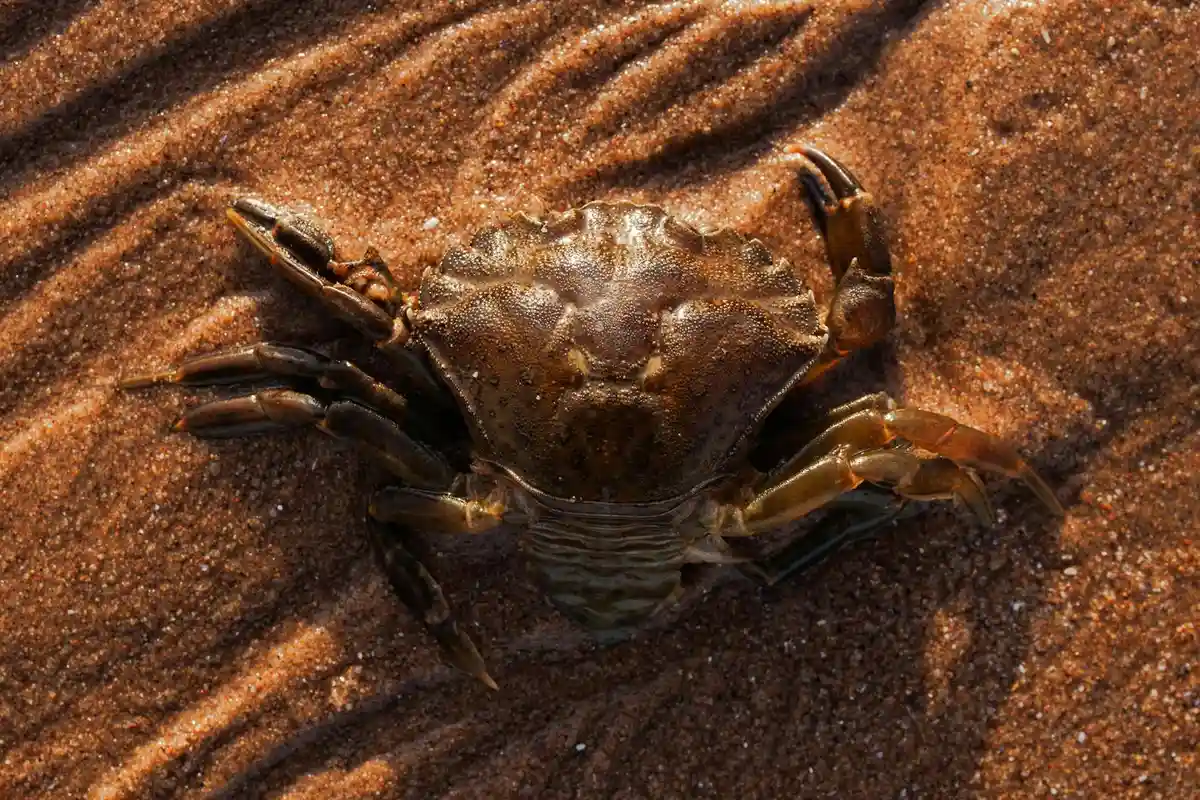 Hermit crab on reddish-brown sand, showing its legs and carapace as it moves.