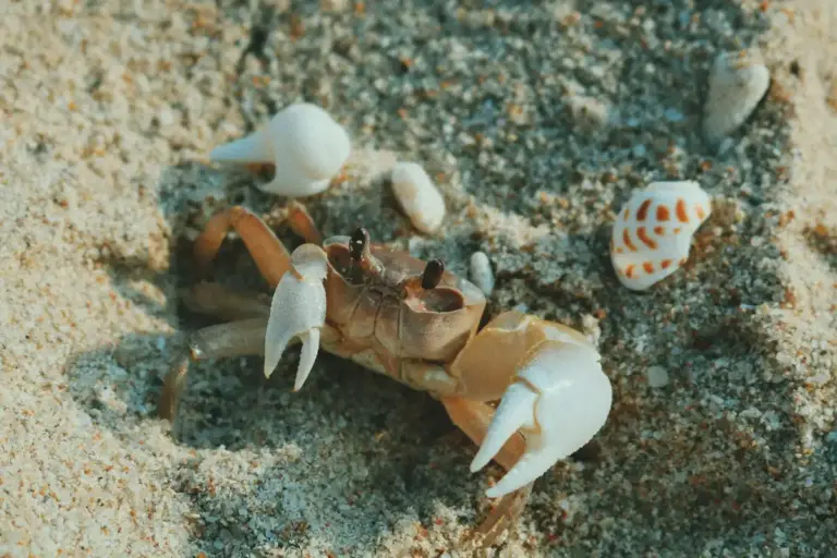 A hermit crab with its borrowed shell on sandy beach, surrounded by small seashells.
