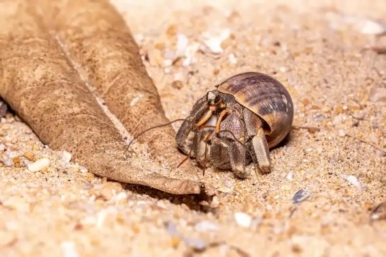 Hermit crab with a striped shell walking on sandy substrate near a dried leaf.