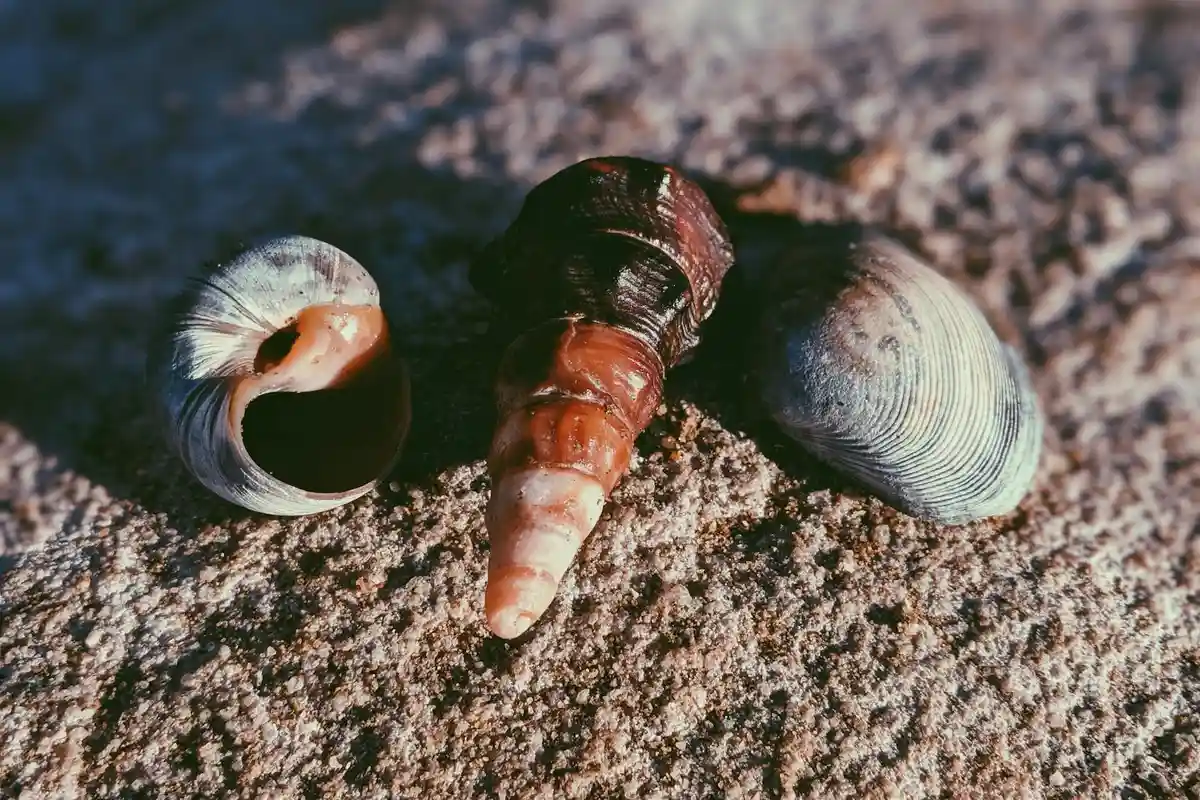 A hermit crab on a sandy surface with two empty shells nearby, illustrating the moment of choosing a new shell.