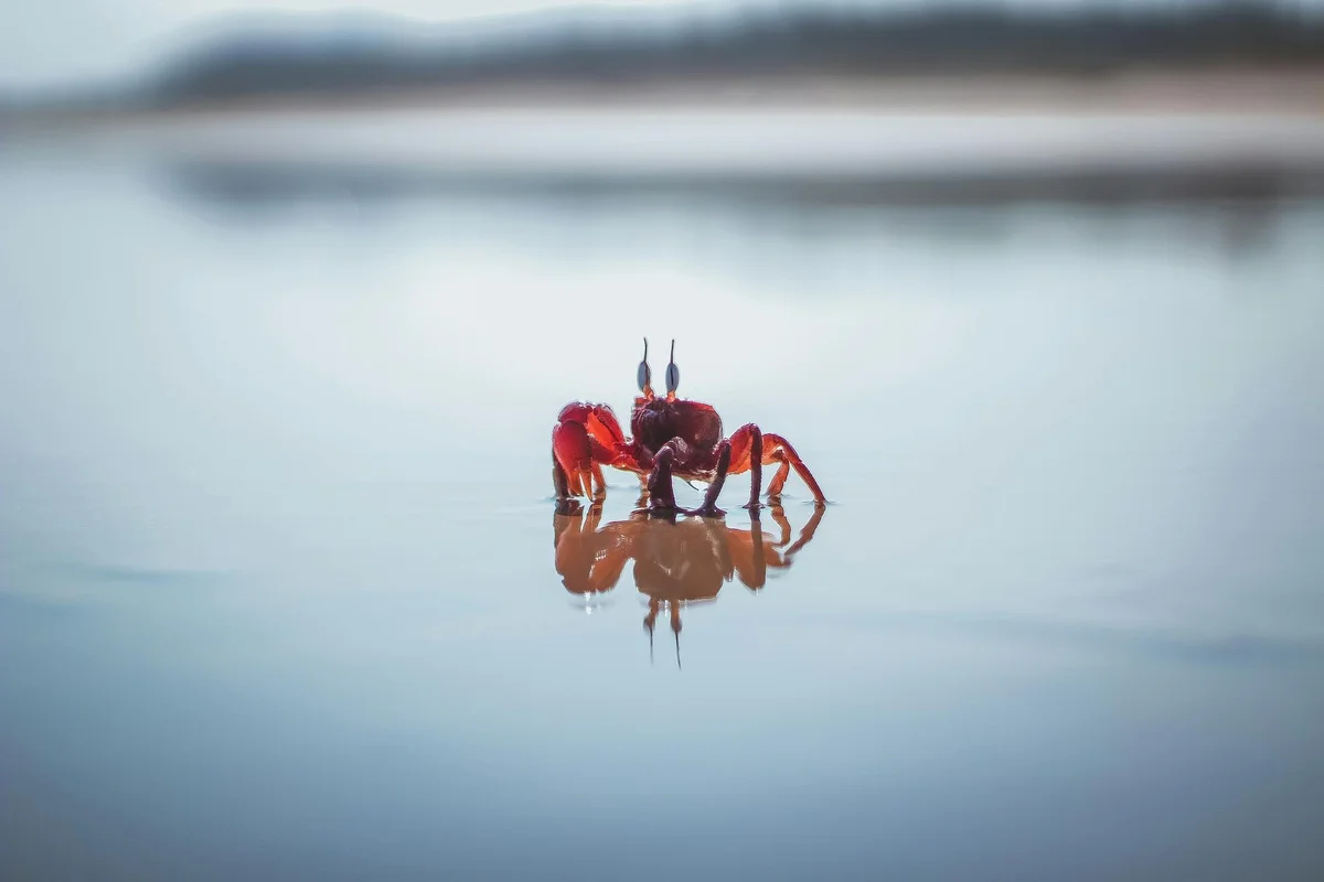 Two red hermit crabs facing each other on a calm, reflective body of water.