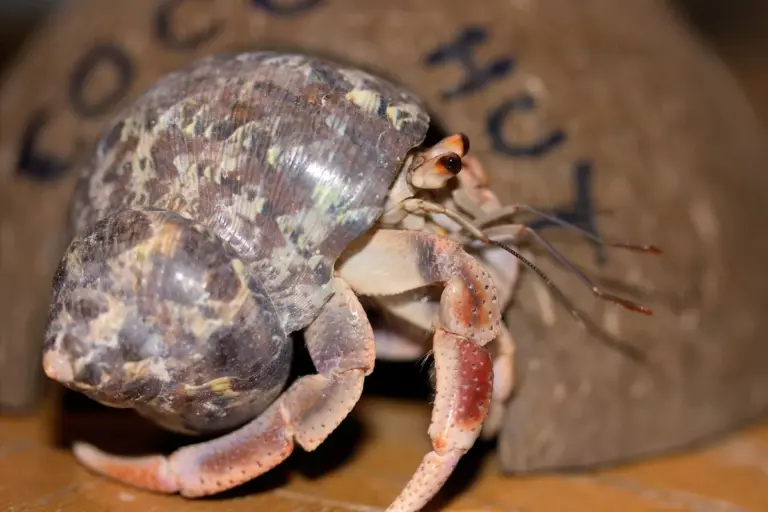 Close-up of a hermit crab peeking from a mottled brown shell