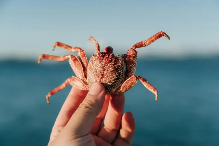 A hand gently holding a small hermit crab with its legs extended, against a blue ocean backdrop