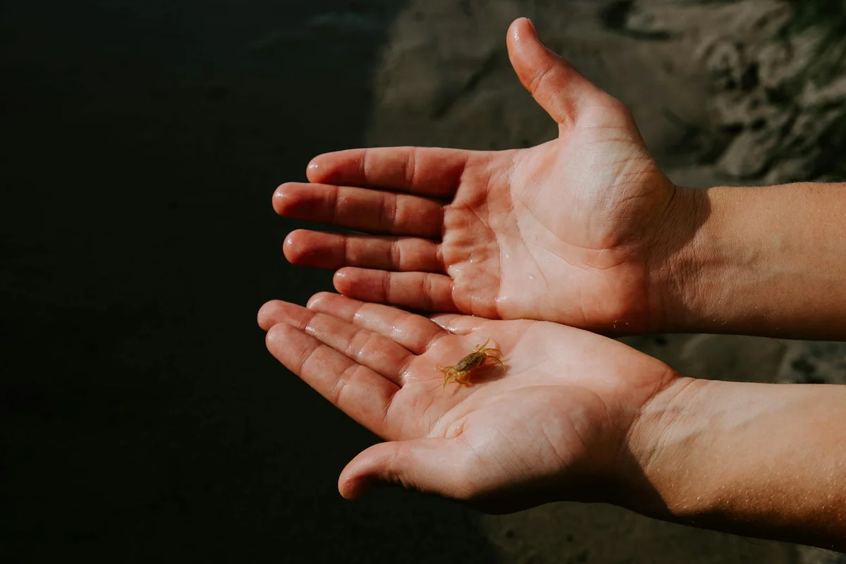 Two cupped hands holding a small hermit crab ready to change shells, with a dark background