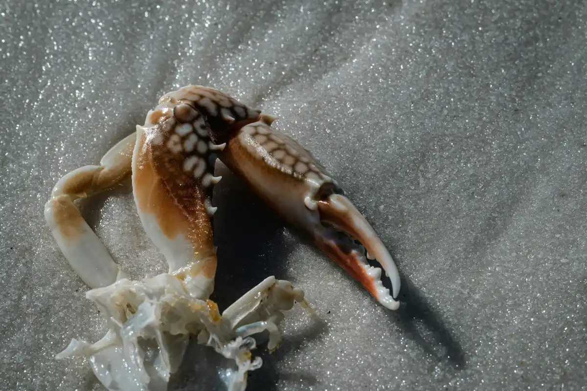 Hermit crab peeking from a patterned shell on a sandy surface, illustrating shell use behavior.