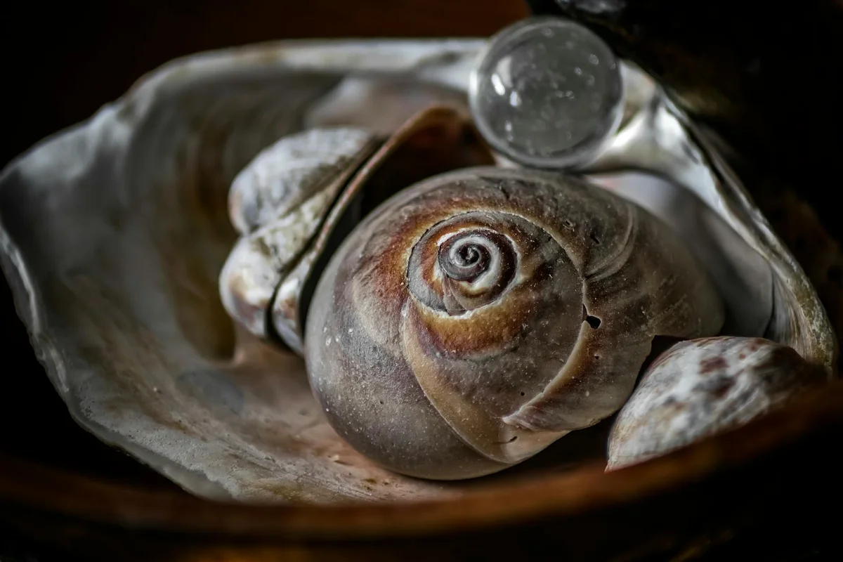Close-up of a spiral hermit crab shell with visible chips and wear on the outer surface.