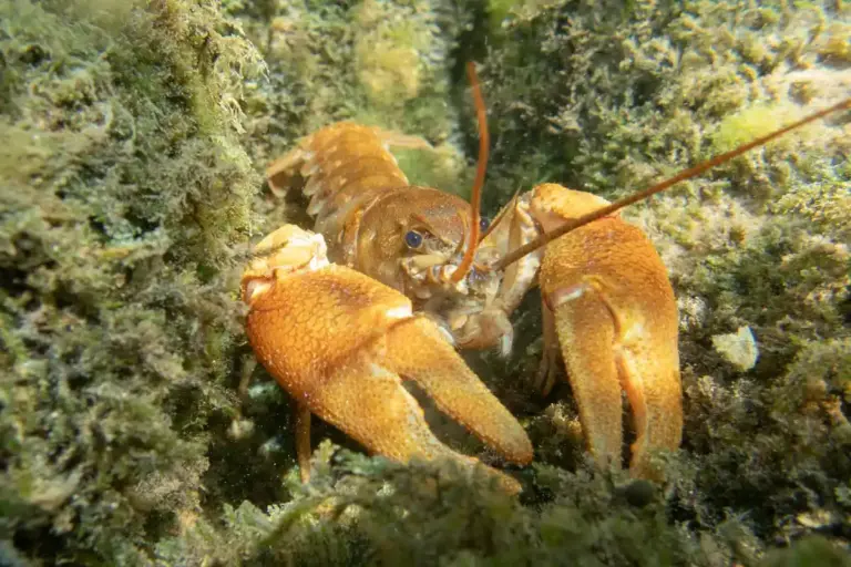 Hermit crab with an orange-brown shell among rocks and seaweed.