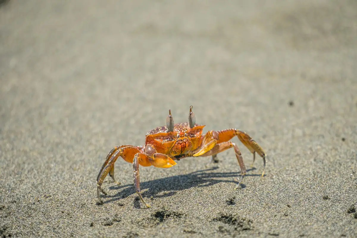 Orange hermit crab on a sandy beach, standing with its claws raised.
