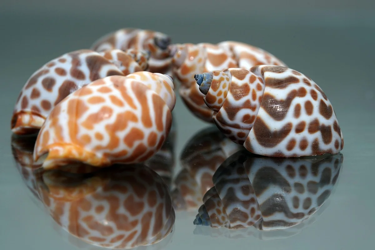 Group of patterned seashells on a reflective surface, illustrating the options hermit crabs evaluate when selecting a new shell.