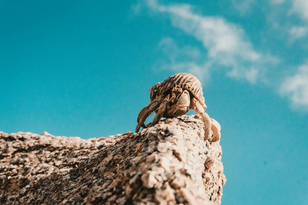 Hermit crab perched on a textured rock with a bright blue sky backdrop