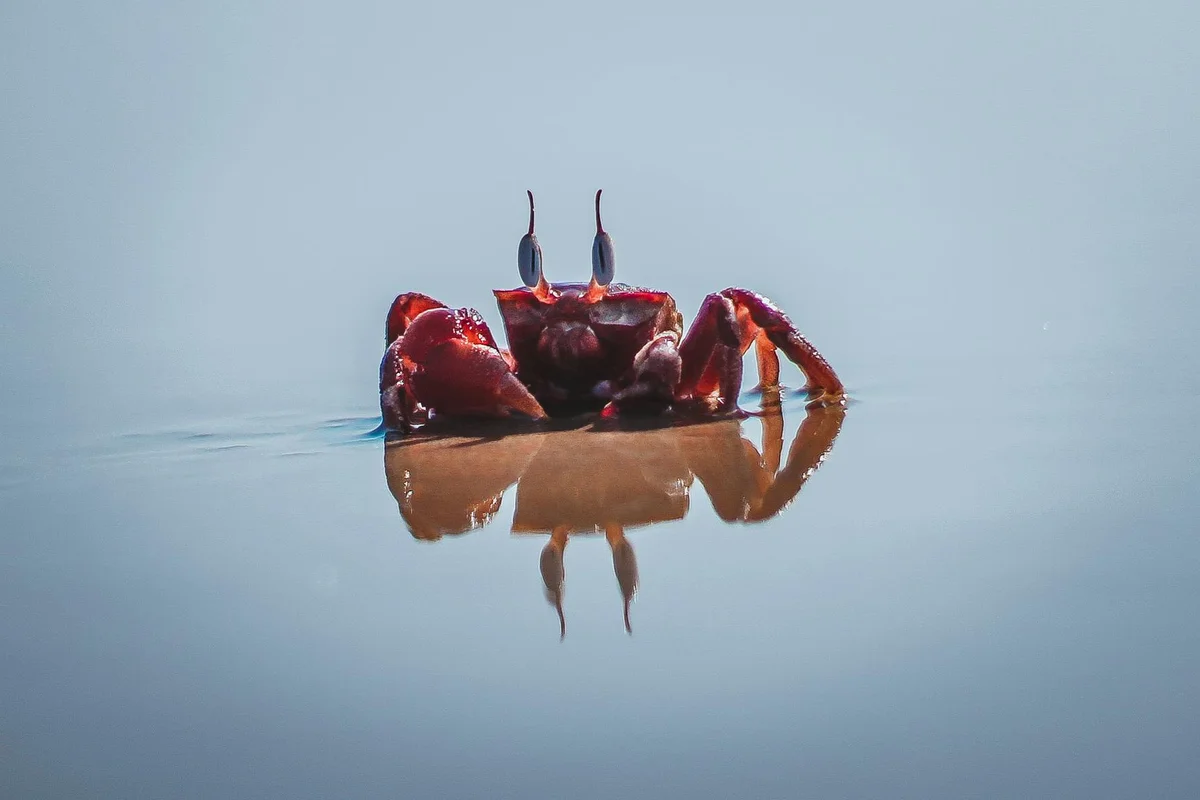 Red hermit crab on a calm, reflective blue water surface