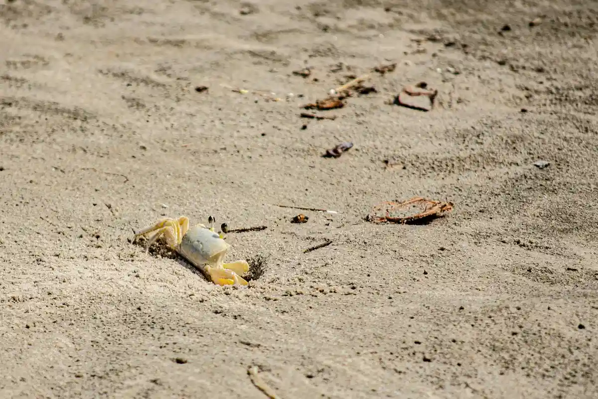 Small pale hermit crab on sandy beach with its shell partially visible