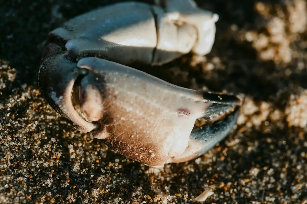 Two hermit crabs on sandy ground, positioned close to one another, illustrating social interaction within a hermit crab colony.
