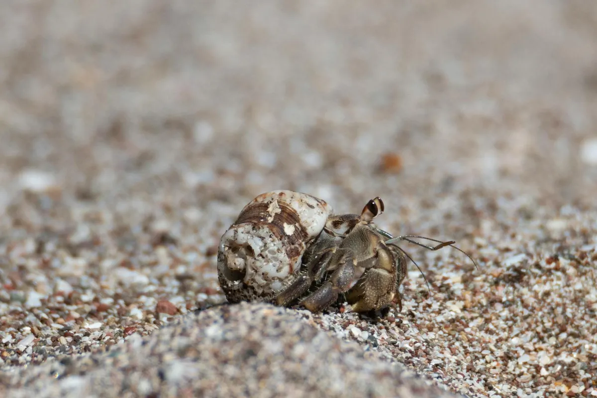 Close-up of a small hermit crab on coarse sandy substrate, showing its shell and legs as it crawls.