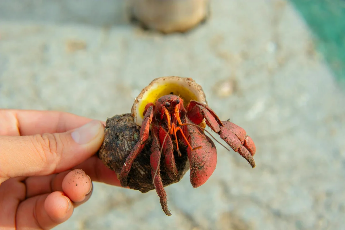 Close-up of a person’s hand holding a bright red hermit crab with its claws extended, showing signs of stress