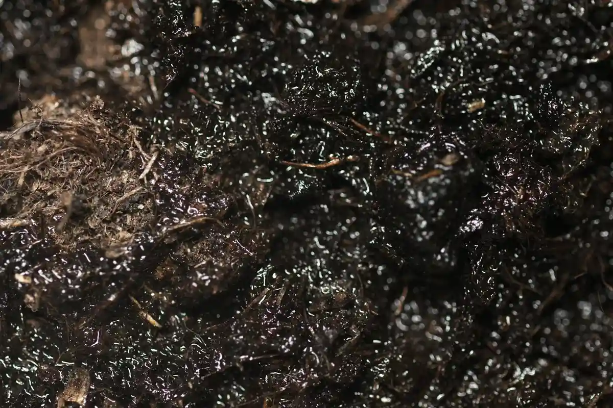 Close-up of dark, moist substrate with organic material suitable for hermit crabs