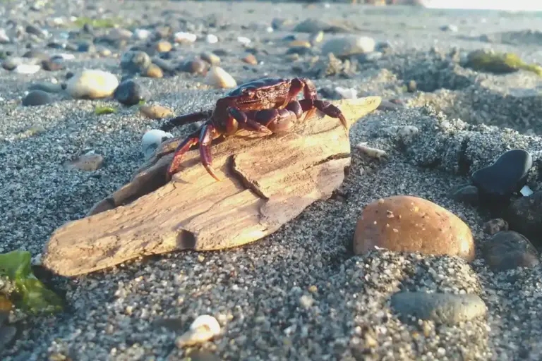 A small hermit crab perched on a weathered piece of driftwood on a sandy beach with pebbles and shells nearby.