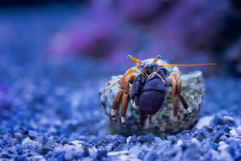 Hermit crab perched on a rock amid blue aquarium gravel in a tank