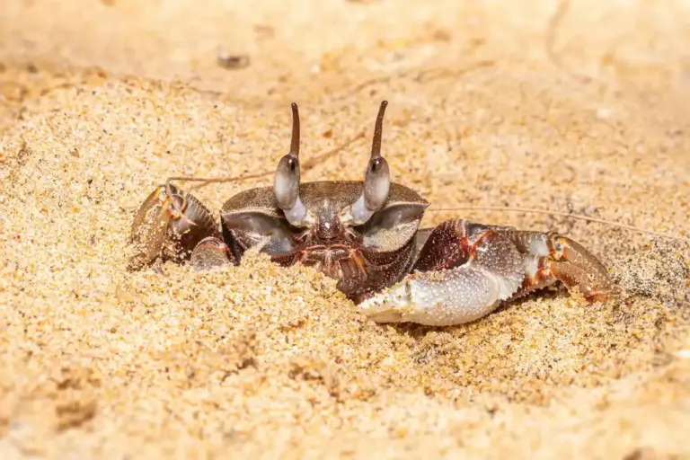 Hermit crab with raised claws on sandy beach.