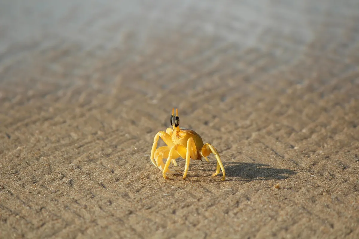 A small yellow hermit crab on a sandy surface, facing the camera.