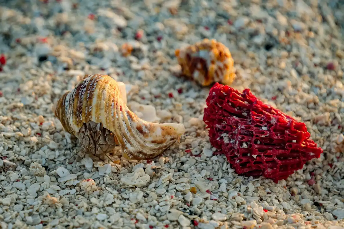 Two hermit crab shells on a sandy gravel surface, illustrating shell-based territorial markings and competition among hermit crabs.
