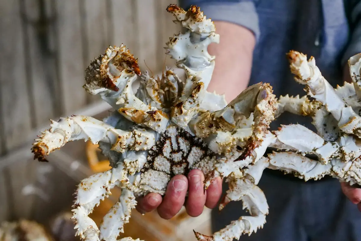 Close-up of hands holding crusty, damaged shells with barnacle-like growths, illustrating potential signs of toxin exposure in hermit crabs.