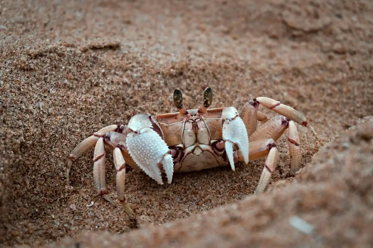Hermit crab in a sandy habitat with its claws visible near a small burrow.