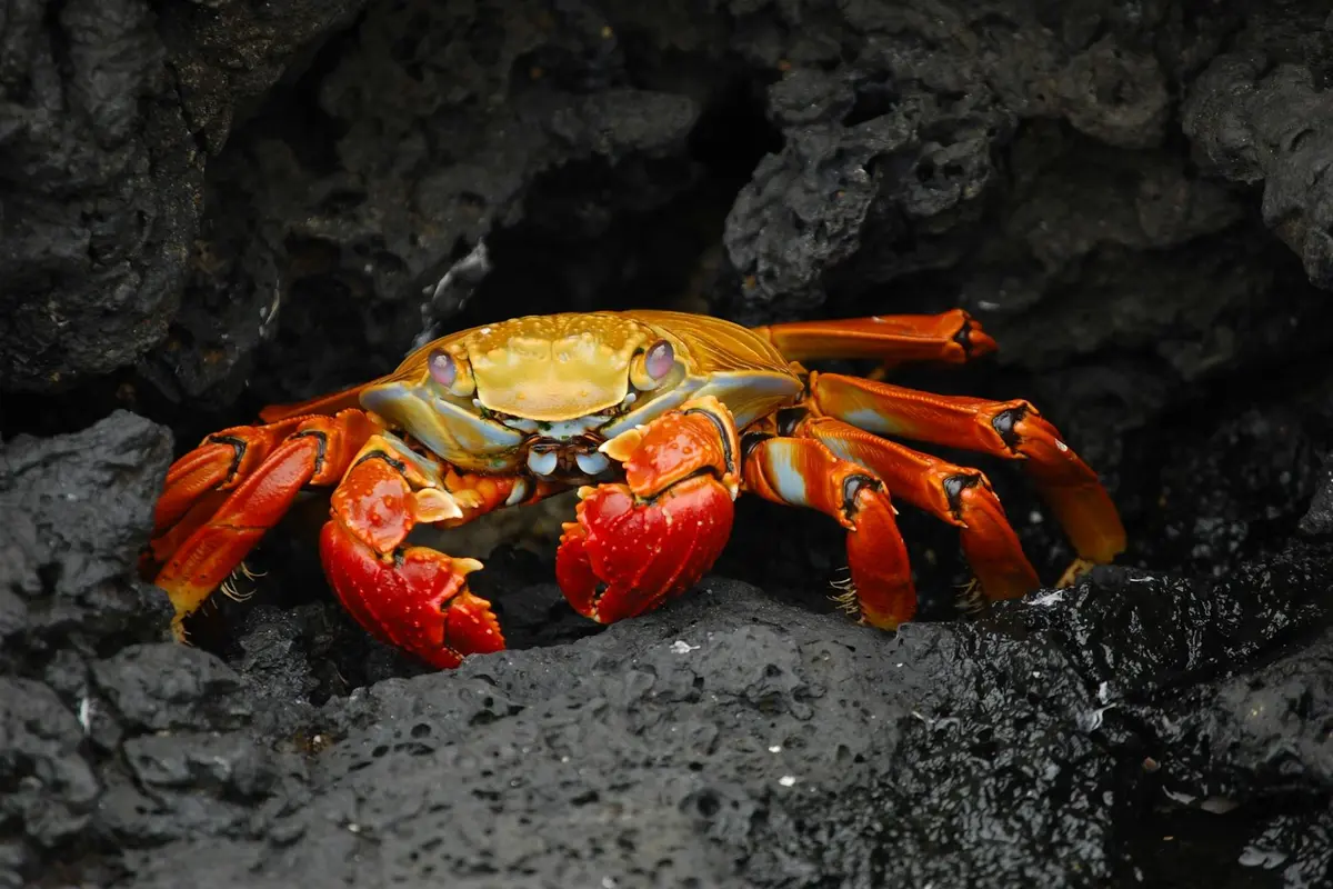 Bright orange hermit crab perched on dark volcanic rock, facing the camera with its eyes and claws visible.