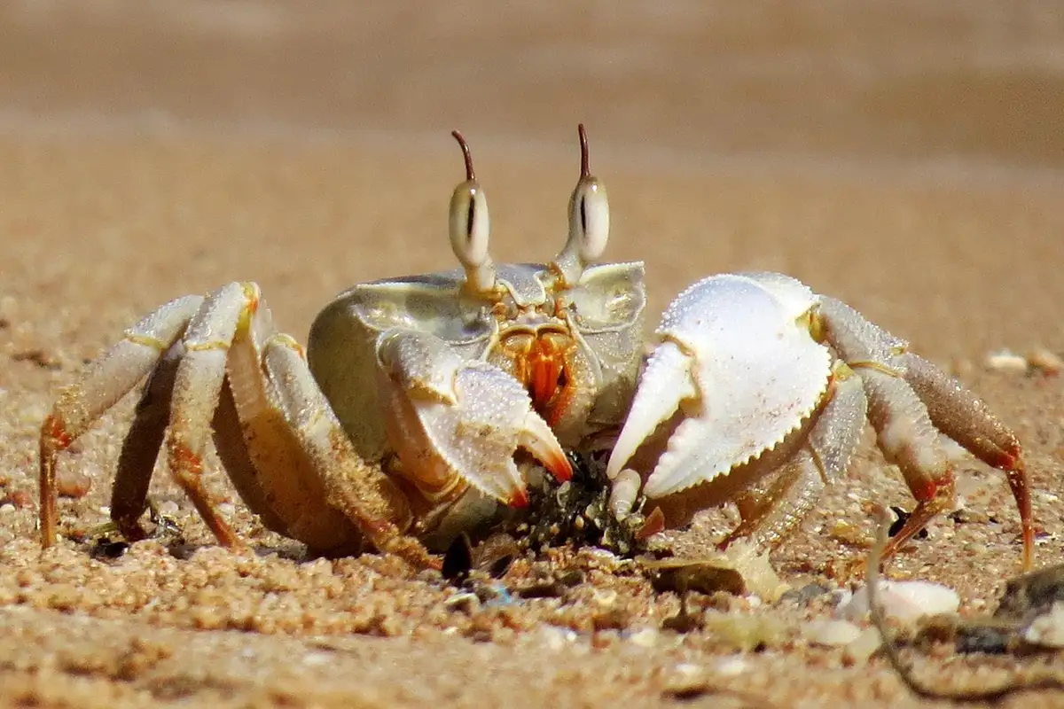 Close-up of a hermit crab on sandy ground with prominent eye stalks and pale claws.