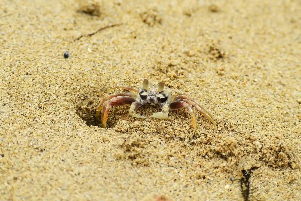 A small crab on a dry sandy substrate with its claws visible as it explores moisture-rich ground