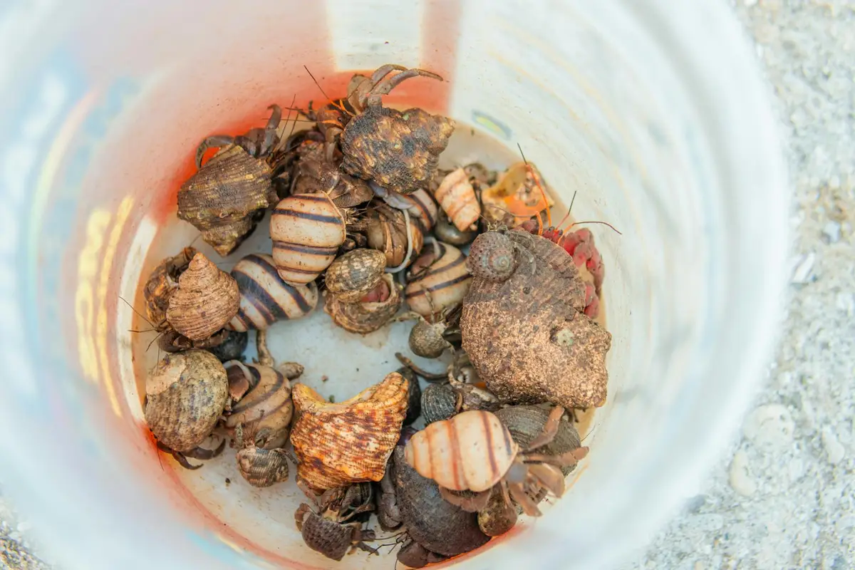 Multiple hermit crabs in a plastic cup surrounded by assorted shells