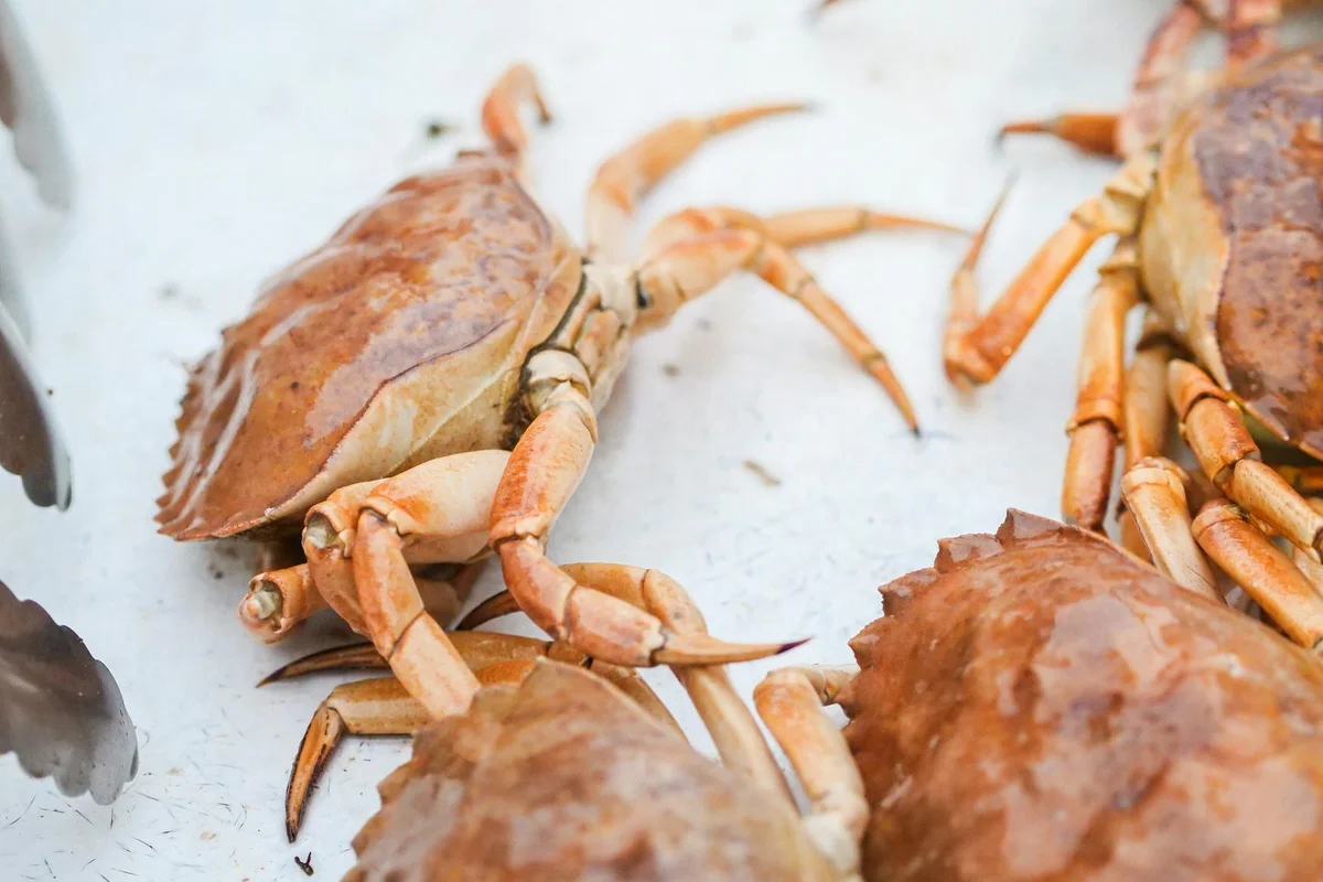 Close-up of brown hermit crabs on a light surface inside a habitat