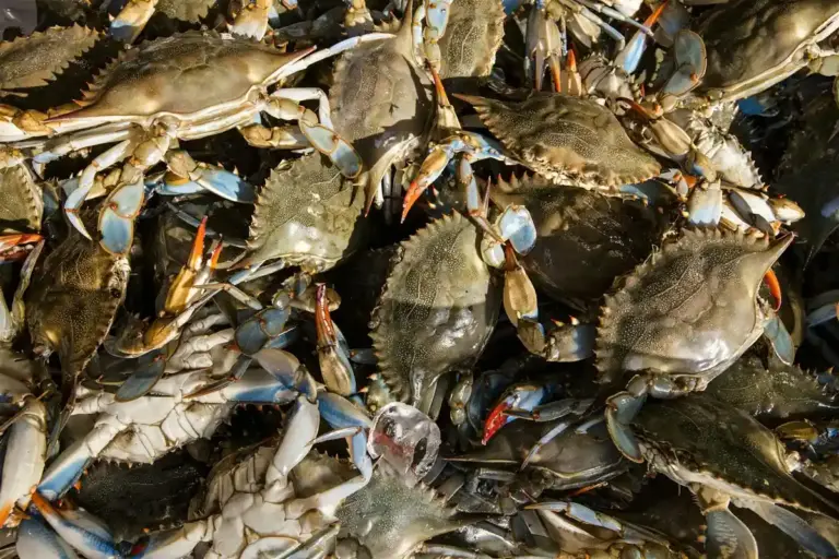 Dense cluster of hermit crabs with varied shells and orange legs on a rocky surface
