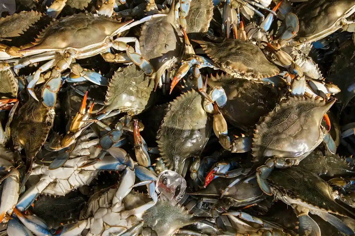 Dense cluster of hermit crabs with varied shells and orange legs on a rocky surface