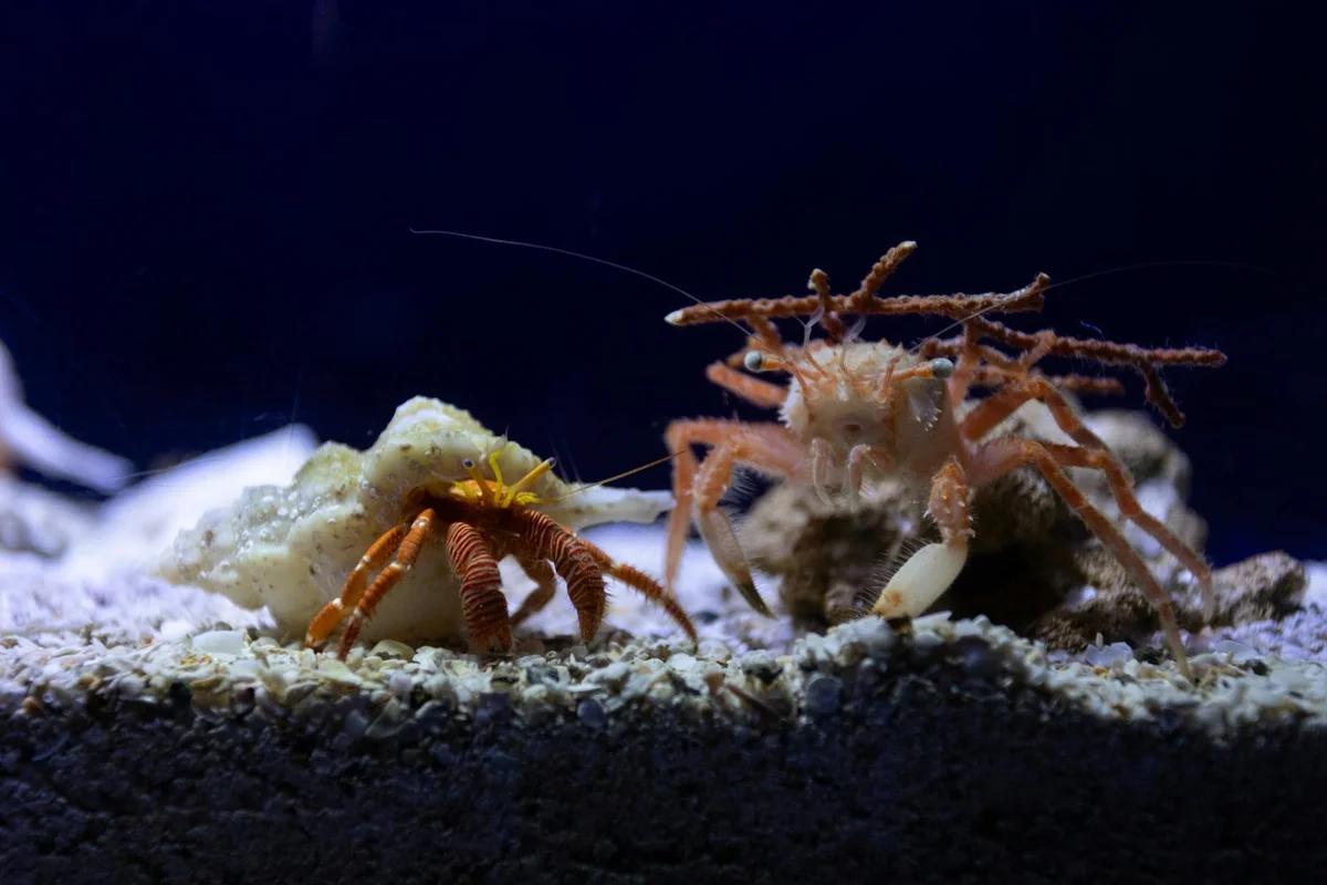 Two hermit crabs on a sandy aquarium substrate with rocks, illustrating a multi-species tank setup.