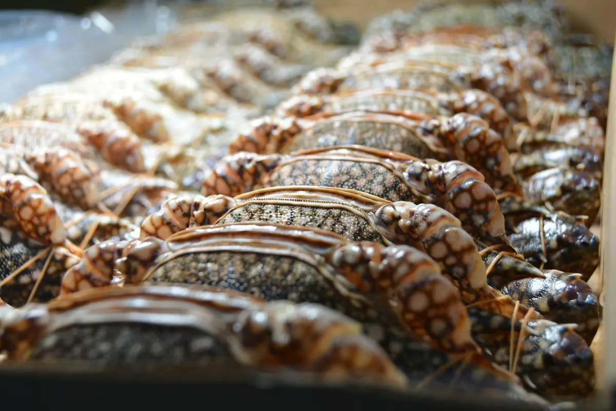 Row of hermit crabs with varied shells lined up in a tray