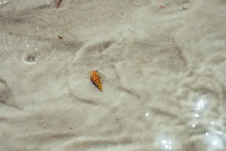Small striped hermit crab on a sandy substrate in an aquarium.